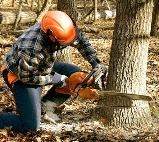 Tree Removal in Gilliam, MO